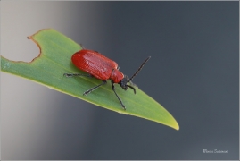 <p>CHŘESTOVNÍČEK LILIOVÝ (Lilioceris lilii) ---- /Scarlet lily beetle - Lilienhähnchen/</p>